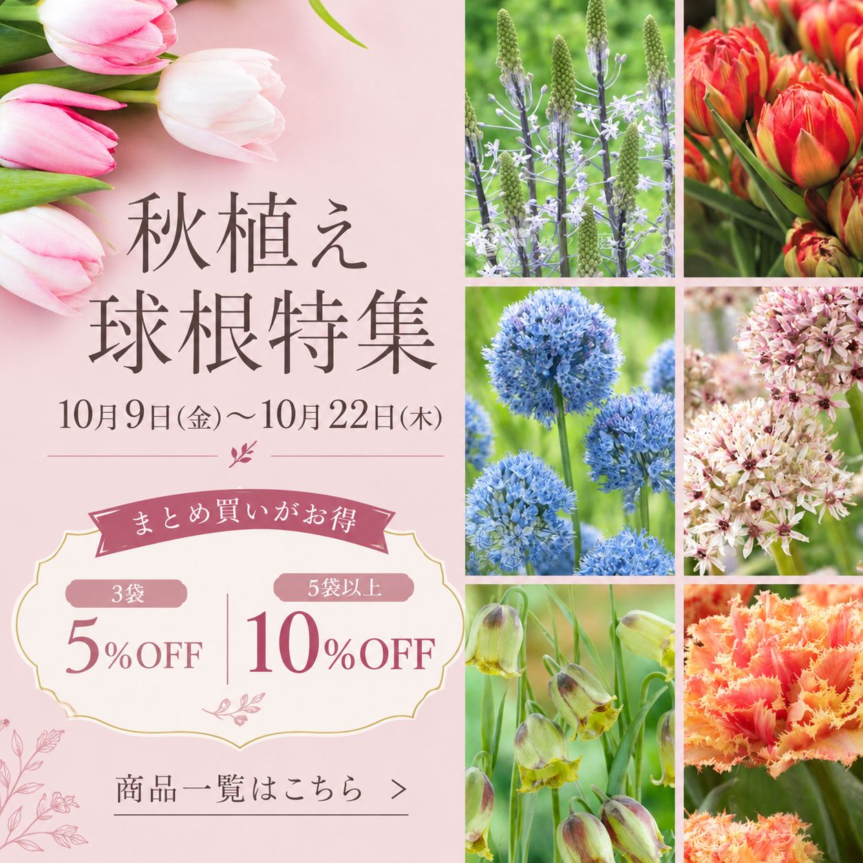 秋植え球根