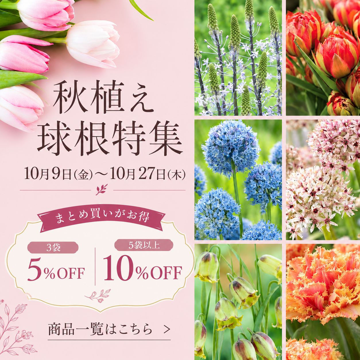 秋植え球根