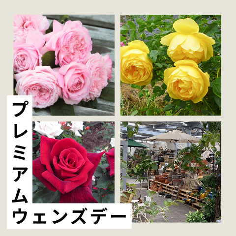 プレミアムウェンズデーのバナー。ピンク・黄色・赤のバラとガーデンショップの風景の4枚写真のコラージュ