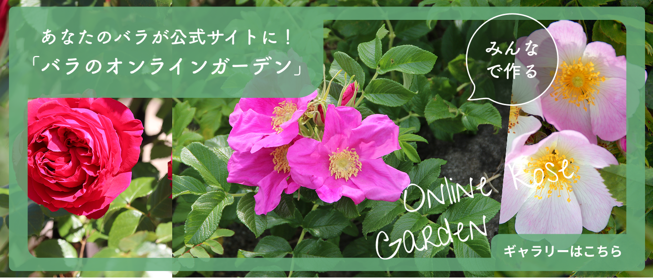 あなたのバラが公式サイトに！バラのオンラインガーデン バナー画像