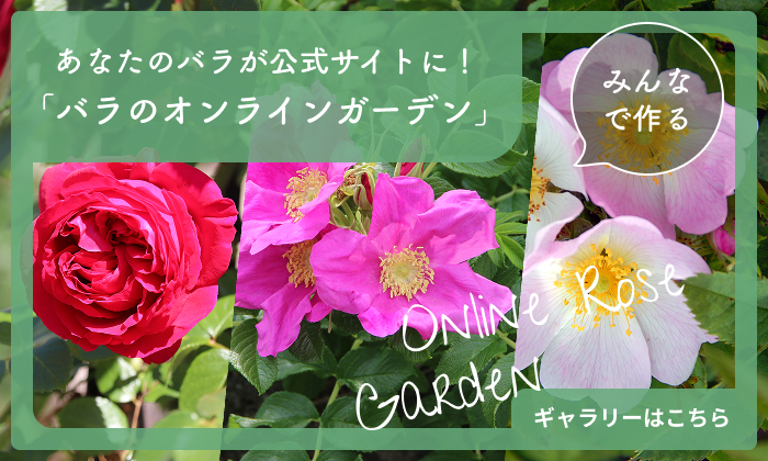 あなたのバラが公式サイトに!「バラのオンラインガーデン」ギャラリーはこちら