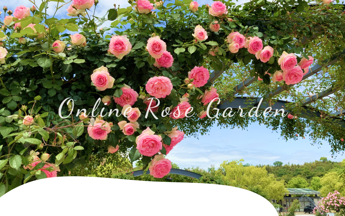 Online Rose Garden