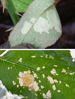 ヨトウムシ(ヨトウガ)