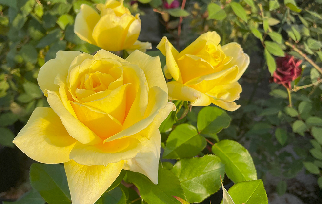 創立70周年記念品種F&Gローズ「レモネード シロップ」作出