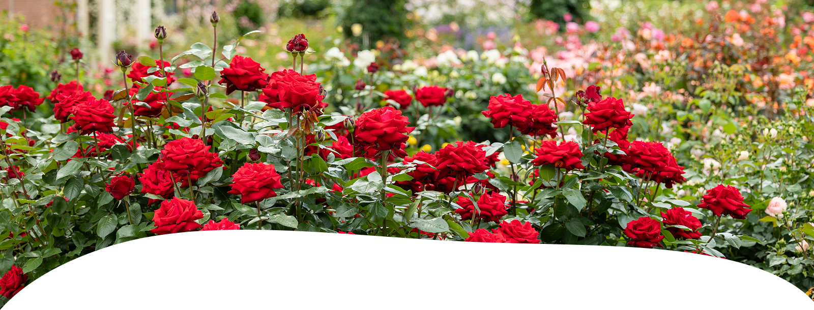 会員ステージについて