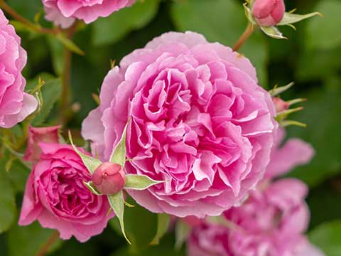 さまざまな色のバラの花束とクラフト封筒