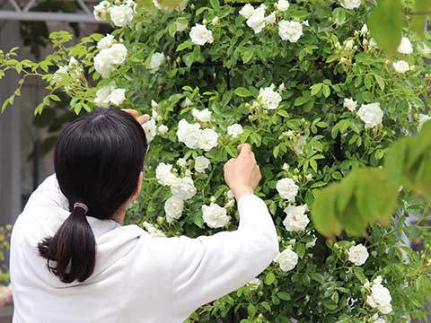 ピンクとクリーム色のバラが咲き誇る庭の様子