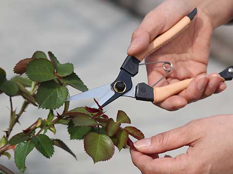 鉢植えのバラを剪定する白いシャツとジーンズ姿の女性