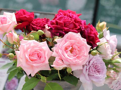 咲き始めた赤いバラのクローズアップ