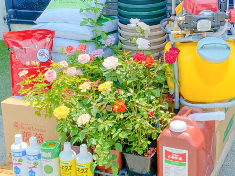 バラの苗と肥料・園芸道具が並んだ売り場風景