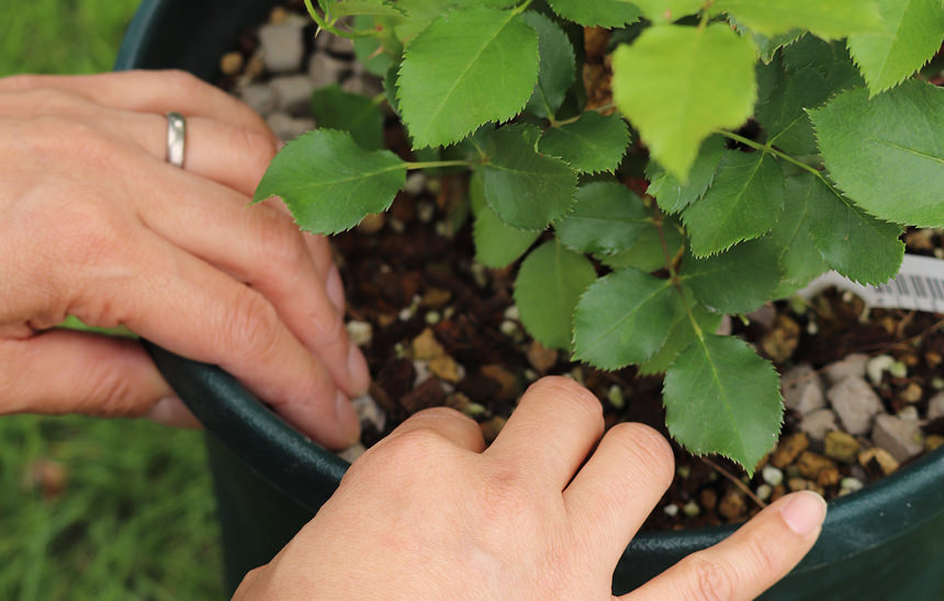 還暦を迎える両親や祖父母に