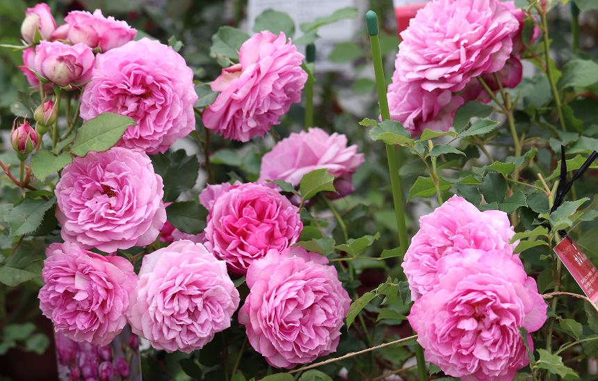 ご両親の誕生日に