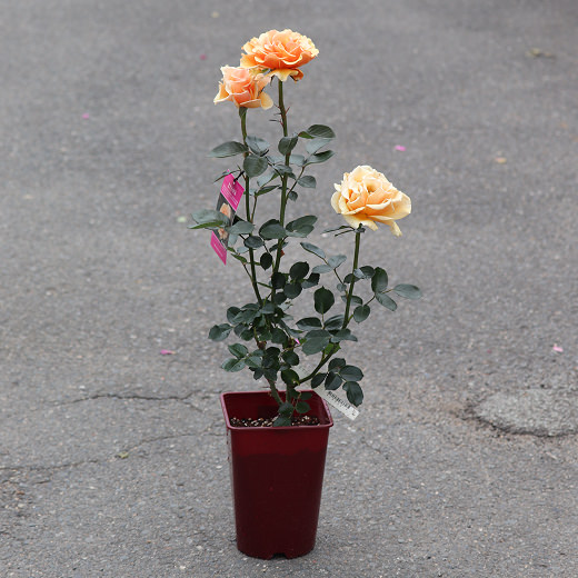 1年間の様々なバラ01