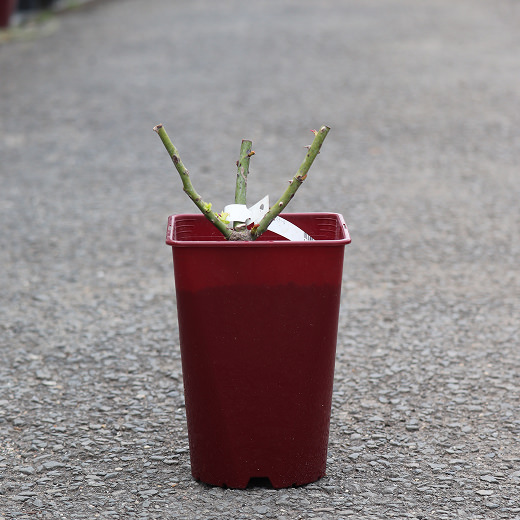 1年間の様々なバラ03