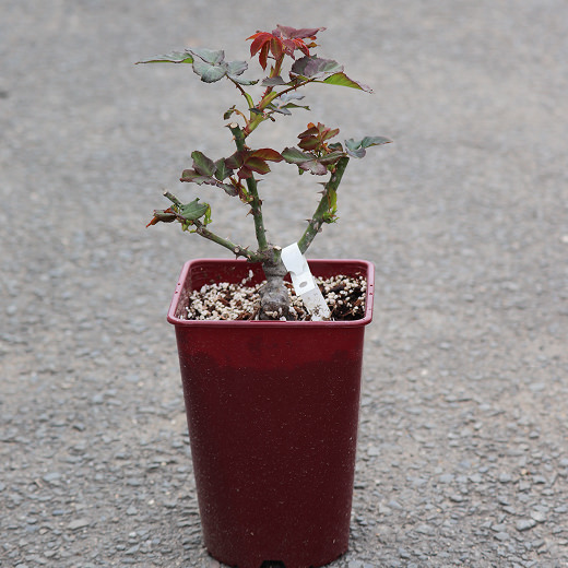 1年間の様々なバラ04