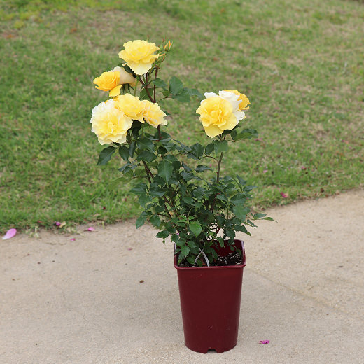 1年間の様々なバラ05