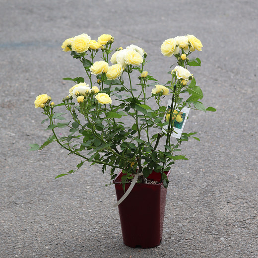 1年間の様々なバラ06