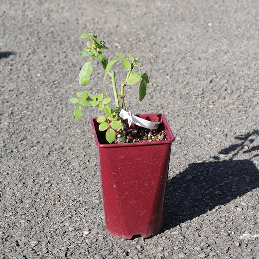 1年間の様々なバラ07