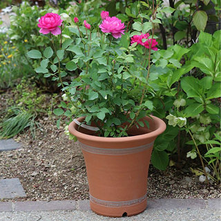 ウィッチフォード ローズポット810