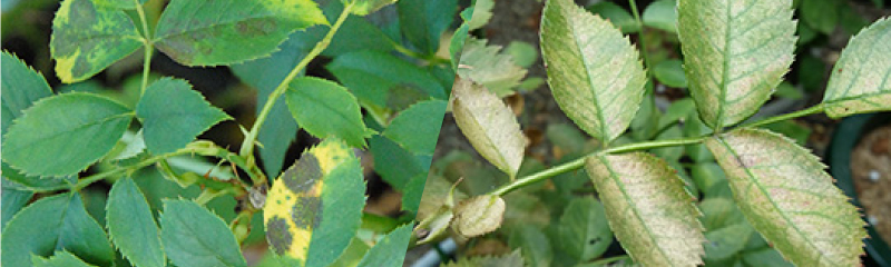 バラの病気と害虫対策