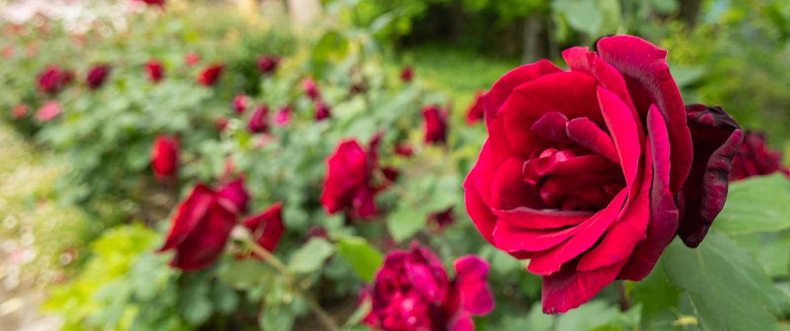 初めてバラを育てるあなたへ