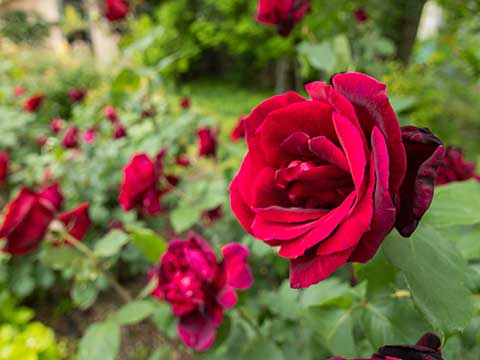木製ベンチの上に並べられた美しいピンクのバラの花束