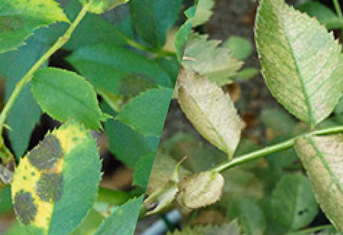 バラの病気と害虫対策