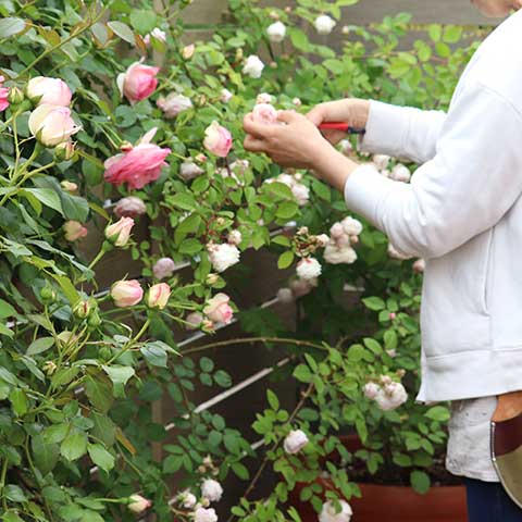 つるバラ用資材