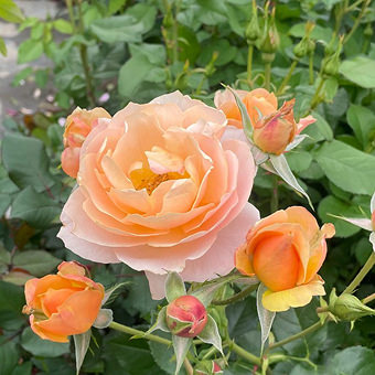 スイートシフォン