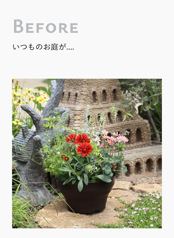 鉢変更前