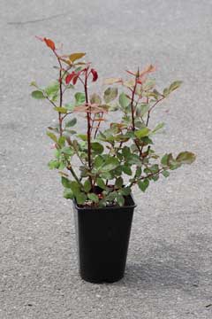 アプリコット色のバラ（春苗）