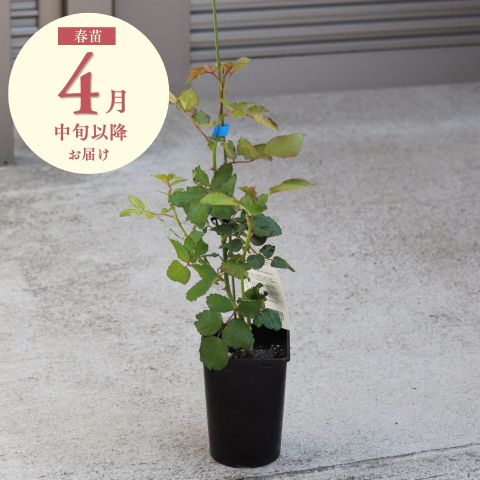 春苗（新苗）
