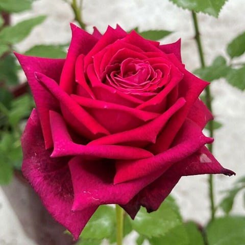 ブランドローズ