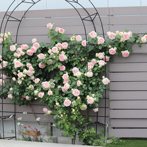 つるバラ（クライミングローズ）