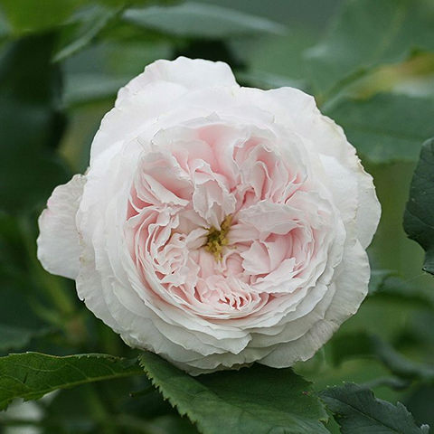 オールドローズ（アンティークローズ）