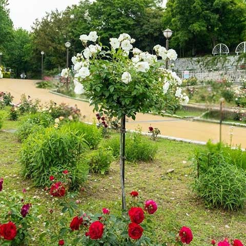 スタンダード仕立て