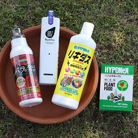 バラの夏バテ回復！おさスぺサプリ