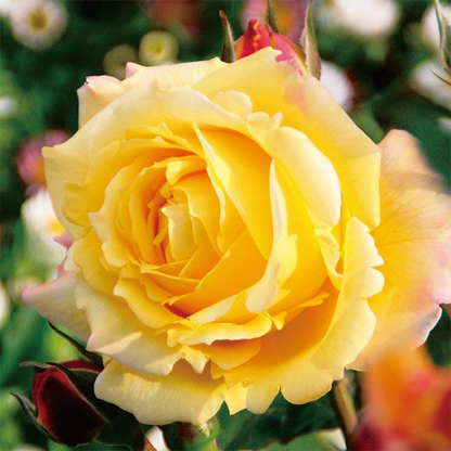 トロピカルシャーベット