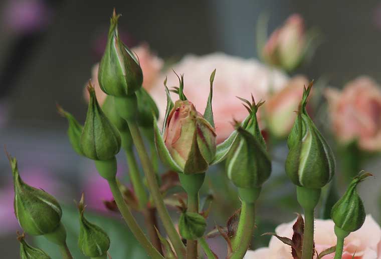 蕾をひとつ発見！