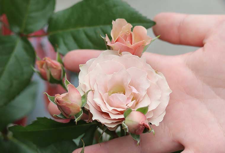 花が咲いた！