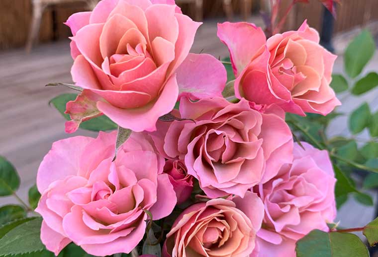 バラが満開に！