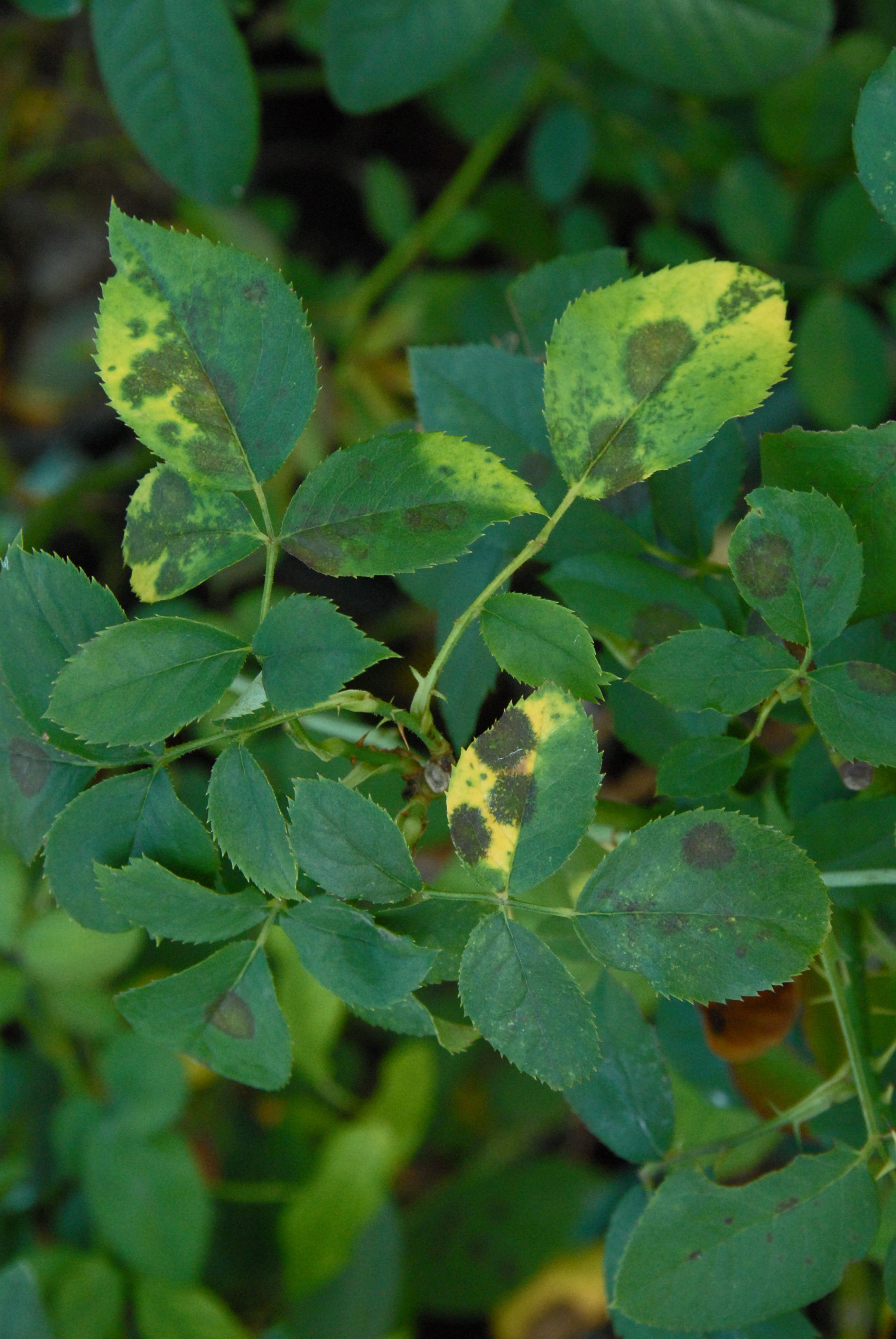 黒星病(黒点病)