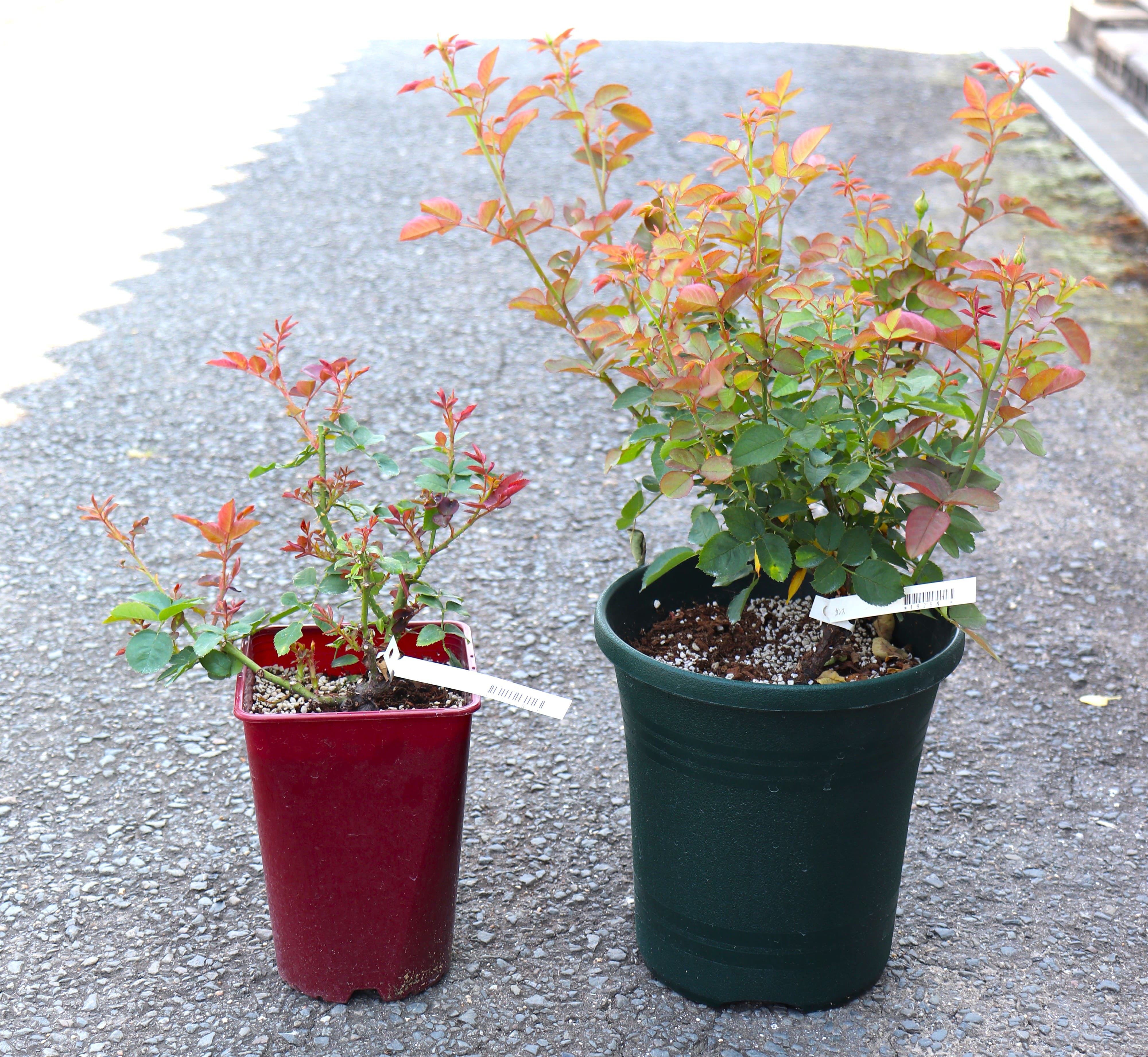 8号鉢植え替えセット｜バラと庭あそび京阪園芸公式ショップ