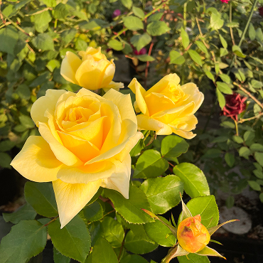 レモネードシロップ