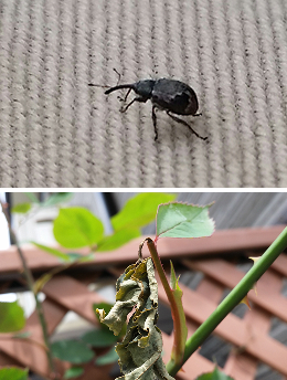 バラゾウムシ