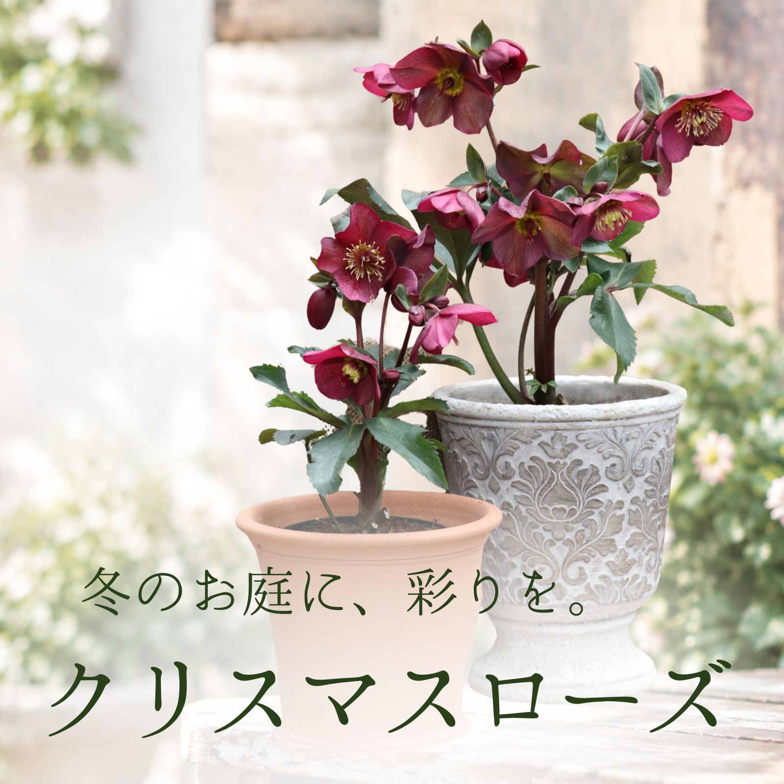 クリスマスローズ