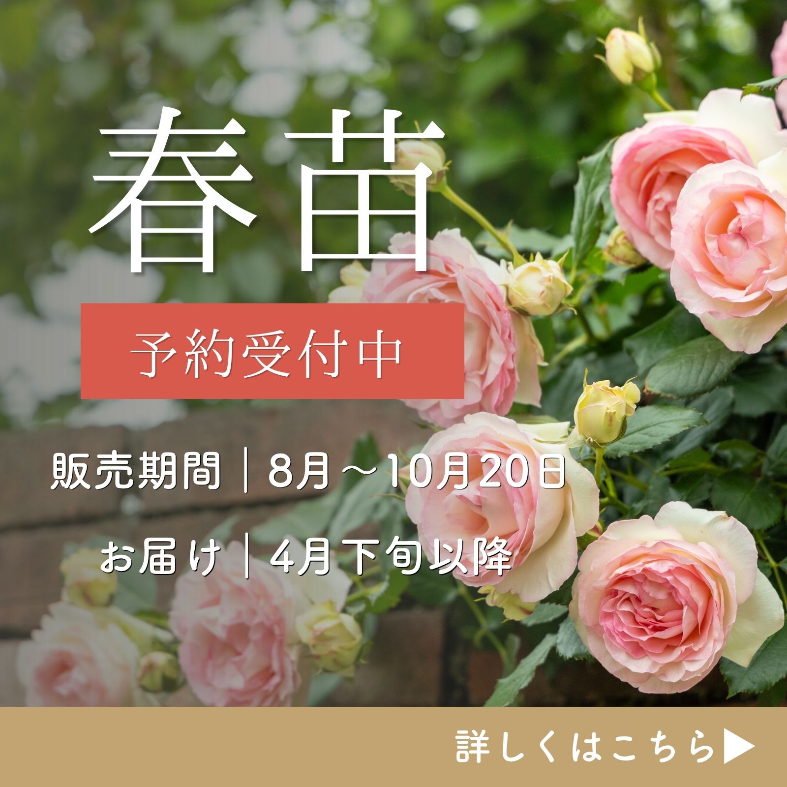春苗