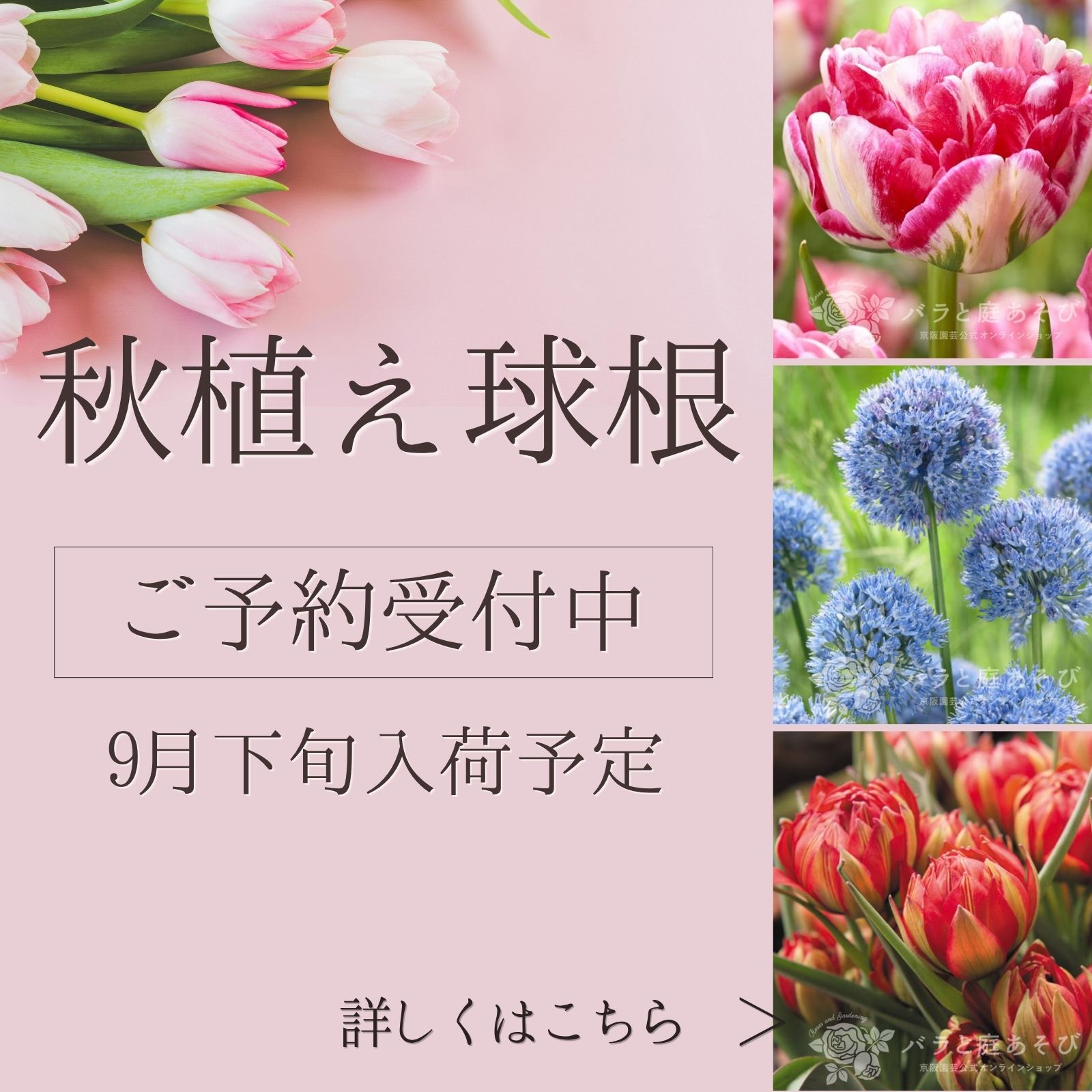 秋植え球根