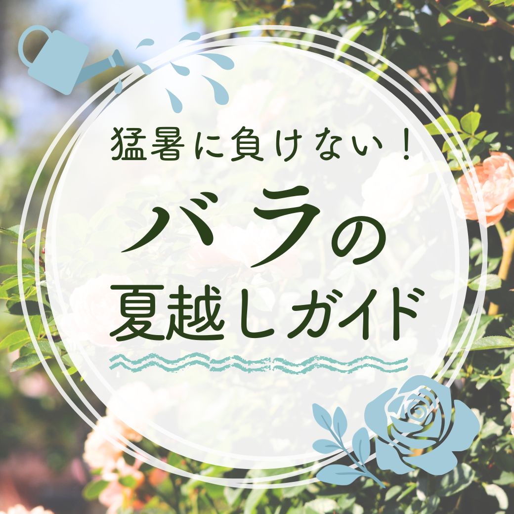 猛暑に負けない！
枯らさない！夏を乗り切るバラづくりのバナー