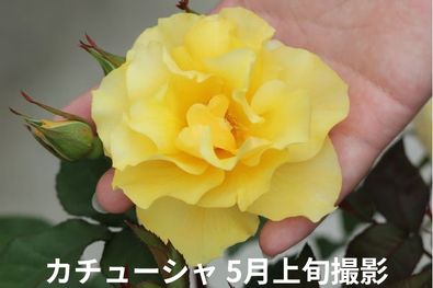 カチューシャ5月撮影画像